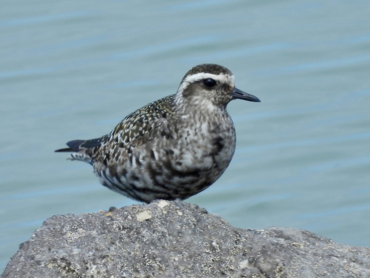 American Golden-Plover - ML641826721