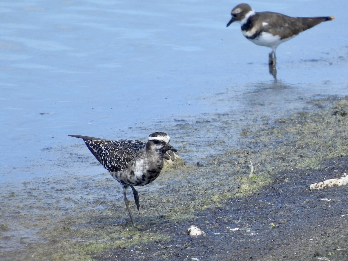 American Golden-Plover - ML641826723