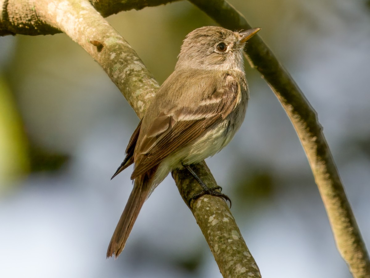Willow Flycatcher - ML641826731