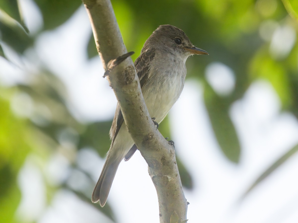 Willow Flycatcher - ML641826732