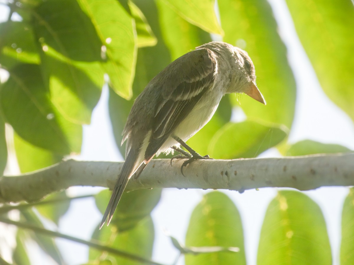 Willow Flycatcher - ML641826733