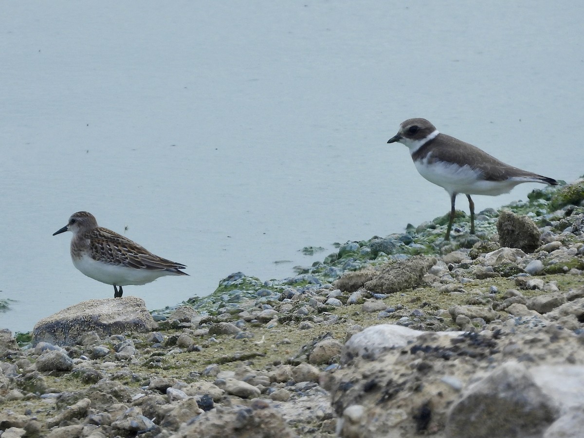 Semipalmated Plover - ML641826739