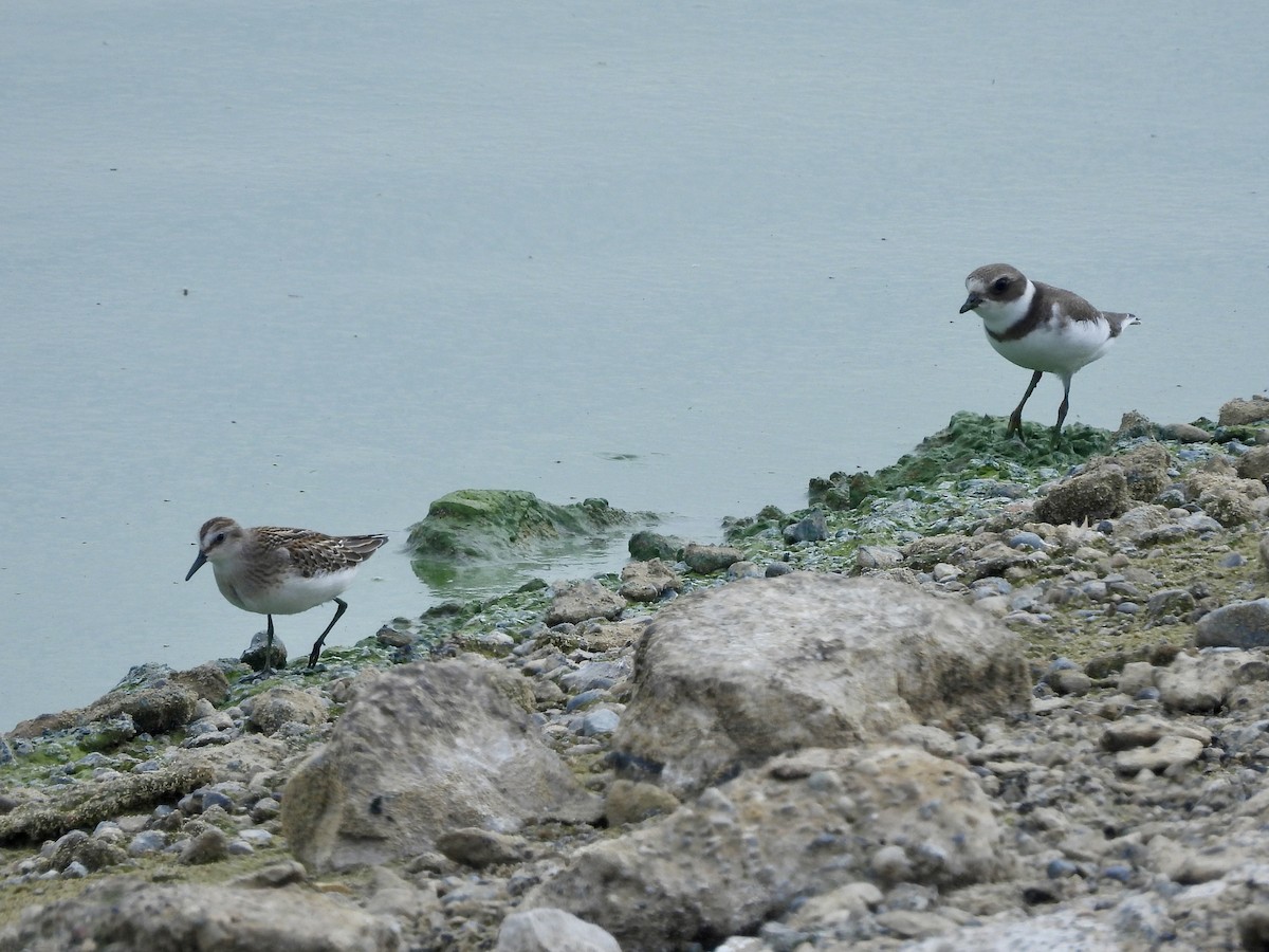 Semipalmated Plover - ML641826740