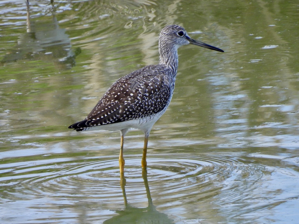 Greater Yellowlegs - ML641826749