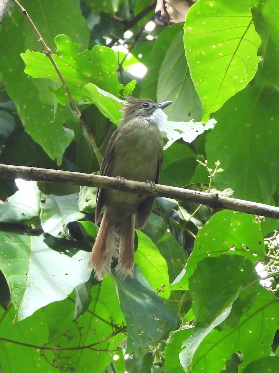 Ochraceous Bulbul - ML641826791