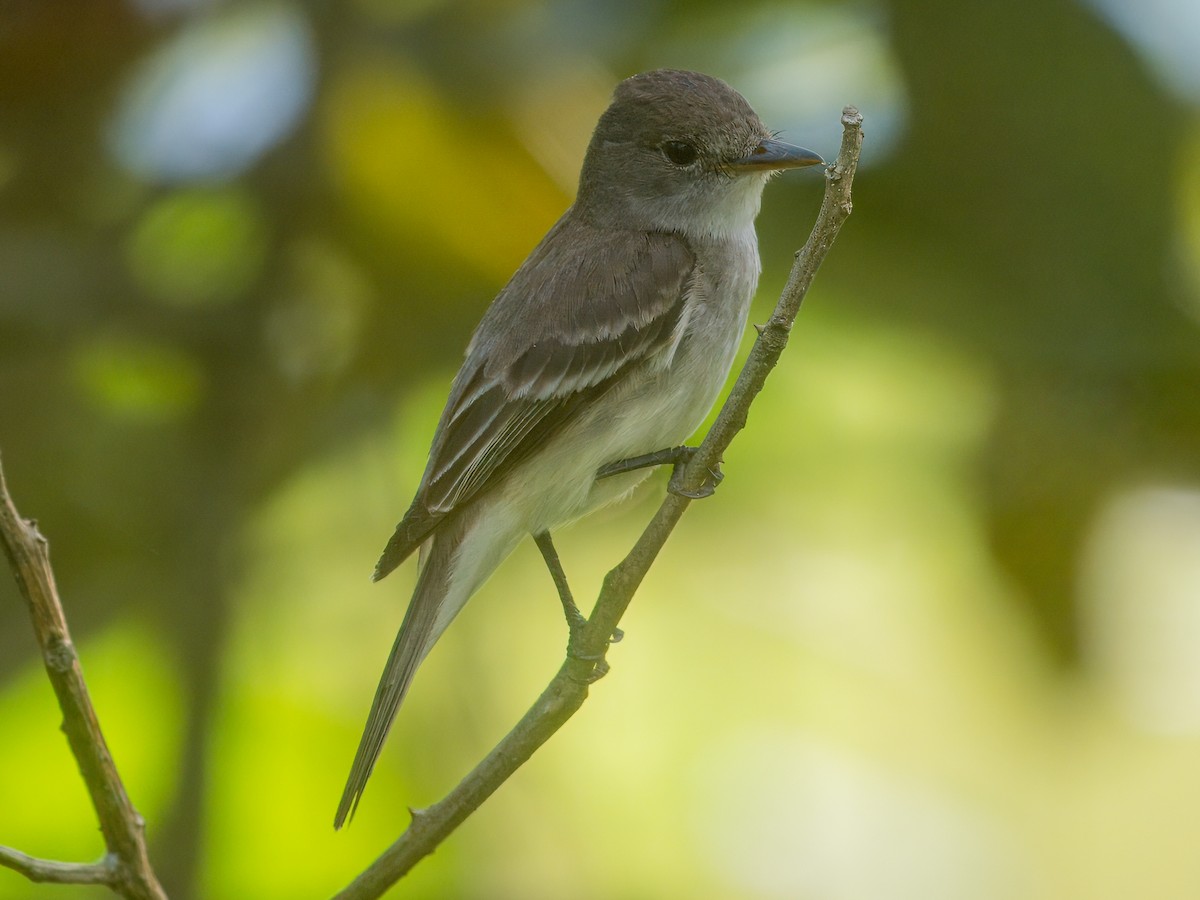 Willow Flycatcher - ML641826801