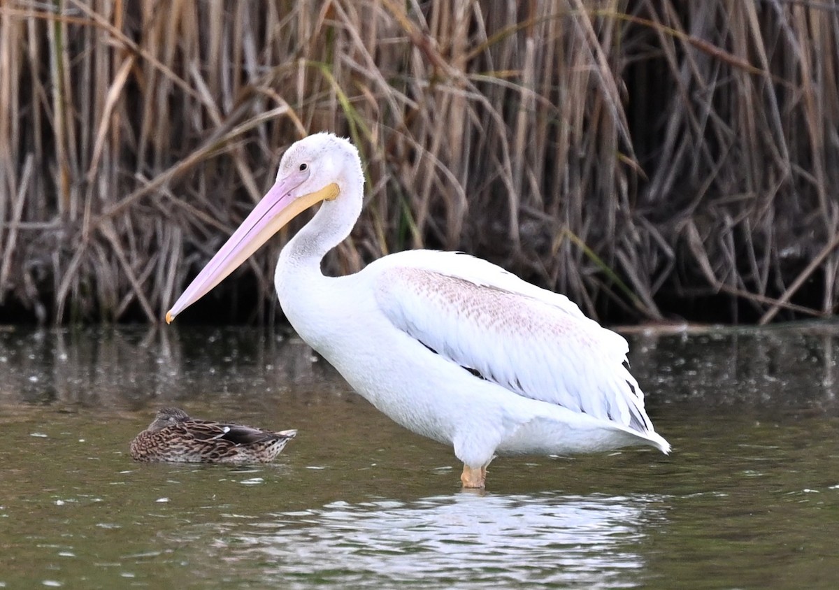 American White Pelican - ML641826806