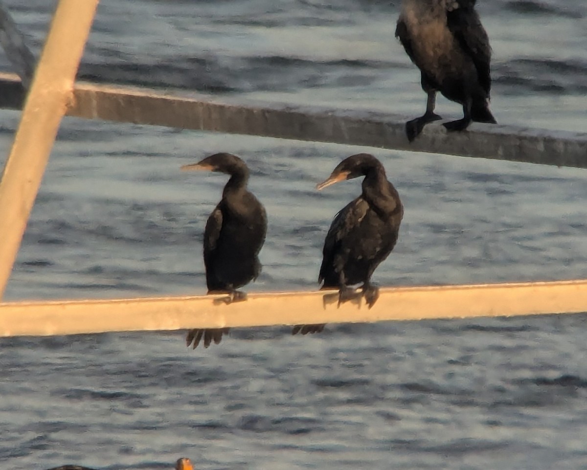 Neotropic Cormorant - ML641826807