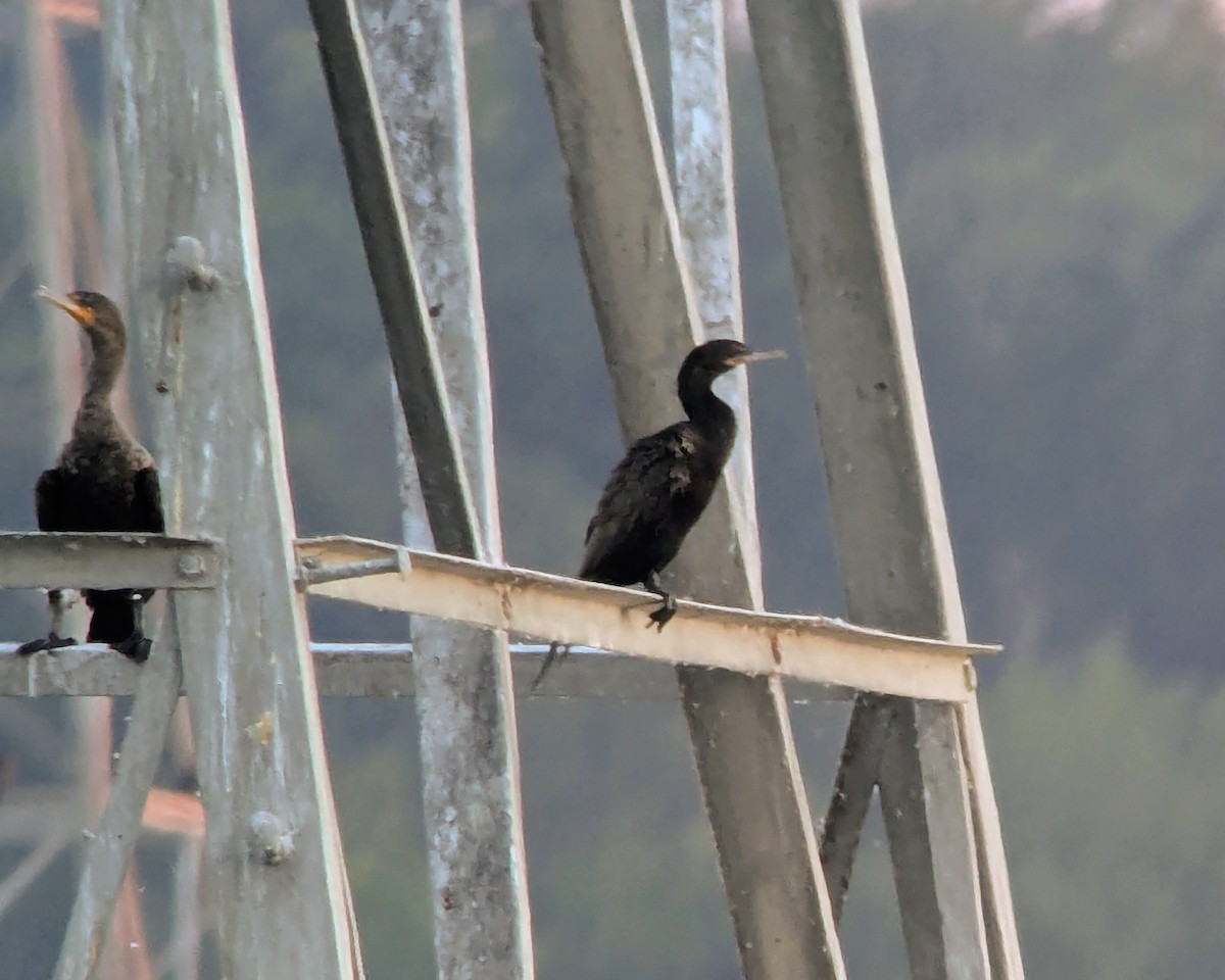 Neotropic Cormorant - ML641826808