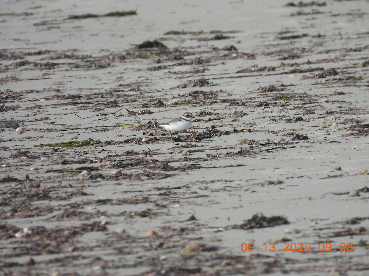 Semipalmated Plover - ML641826814