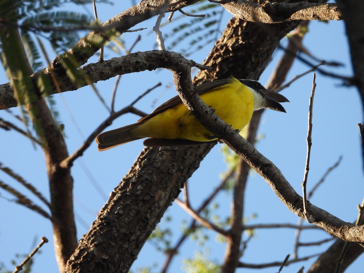 båtnebbtyrann - ML641826817