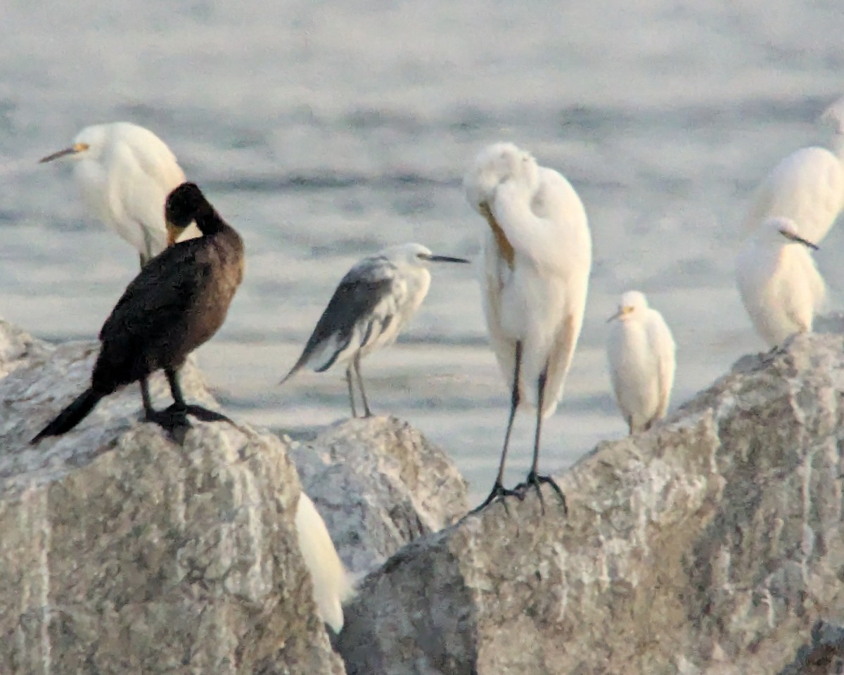 Little Blue Heron x Snowy Egret (hybrid) - ML641826827