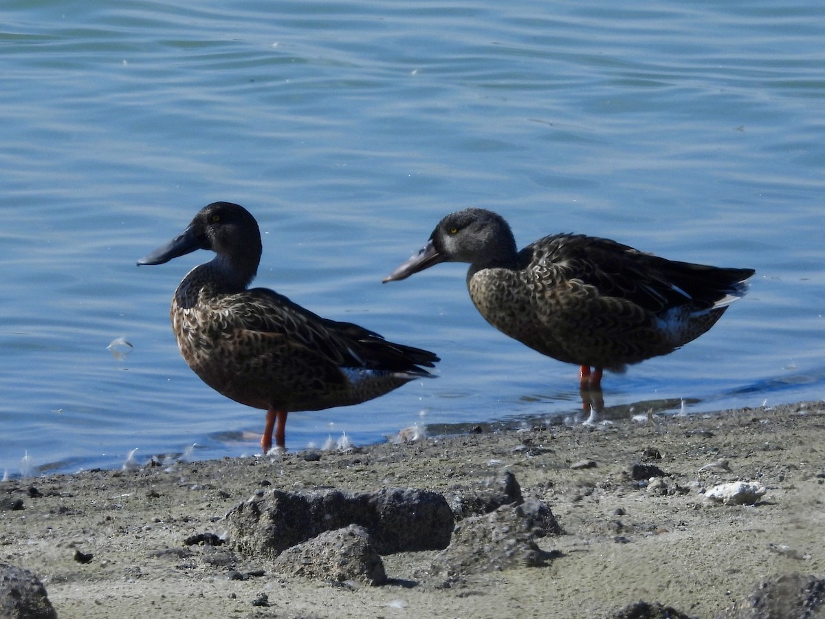 Northern Shoveler - ML641826829