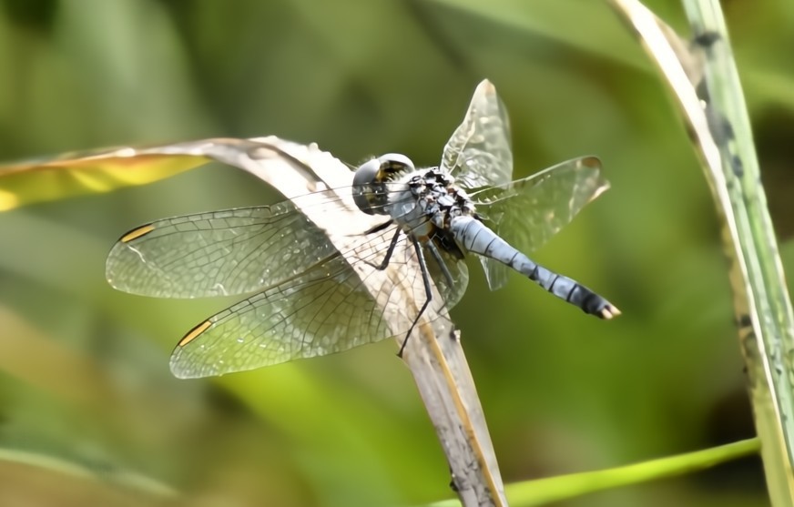 Eastern Pondhawk - ML641826831