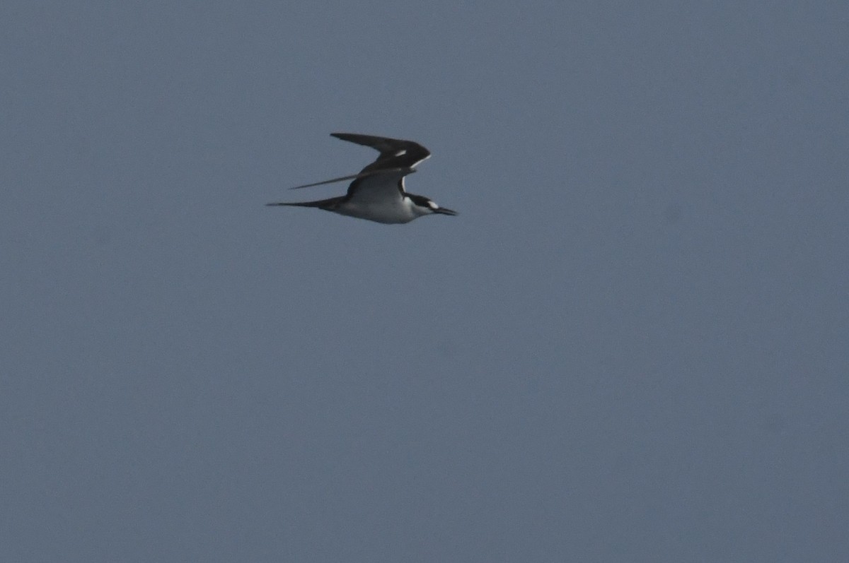Sooty Tern - ML641826838
