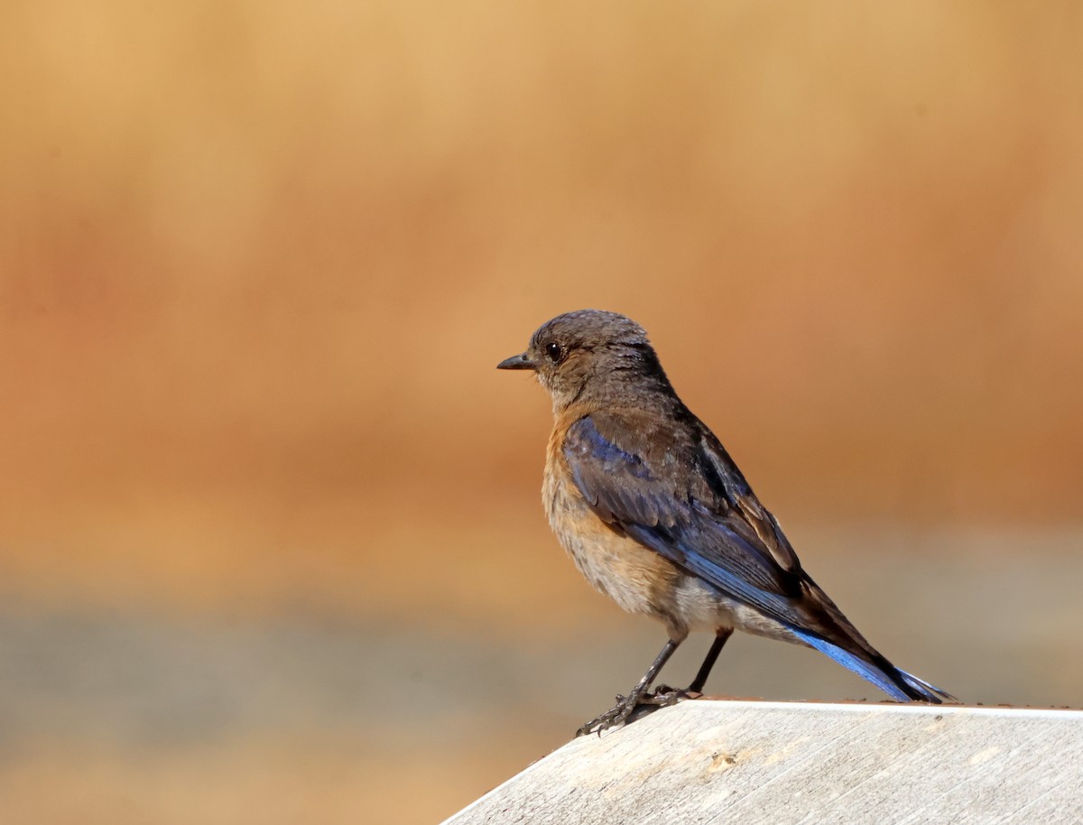 Western Bluebird - ML641826847