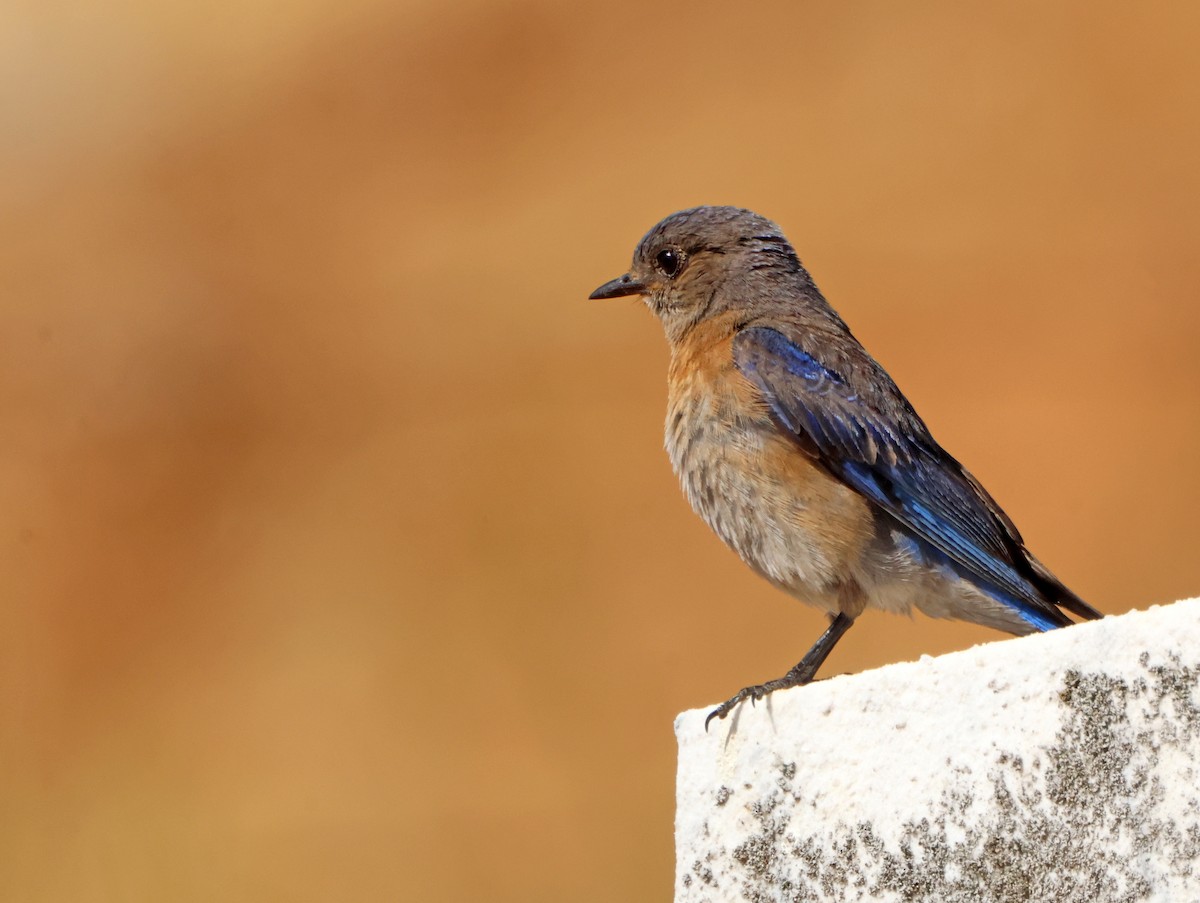 Western Bluebird - ML641826862