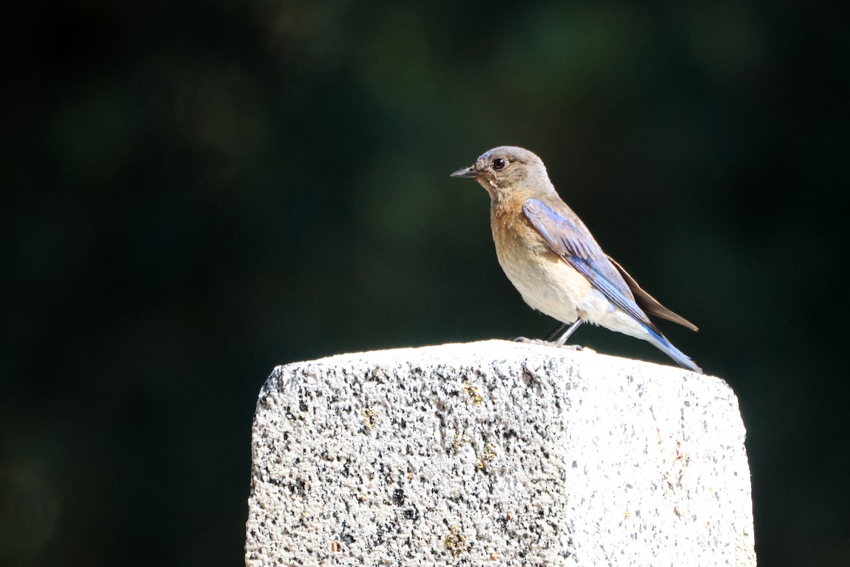 Western Bluebird - ML641826867