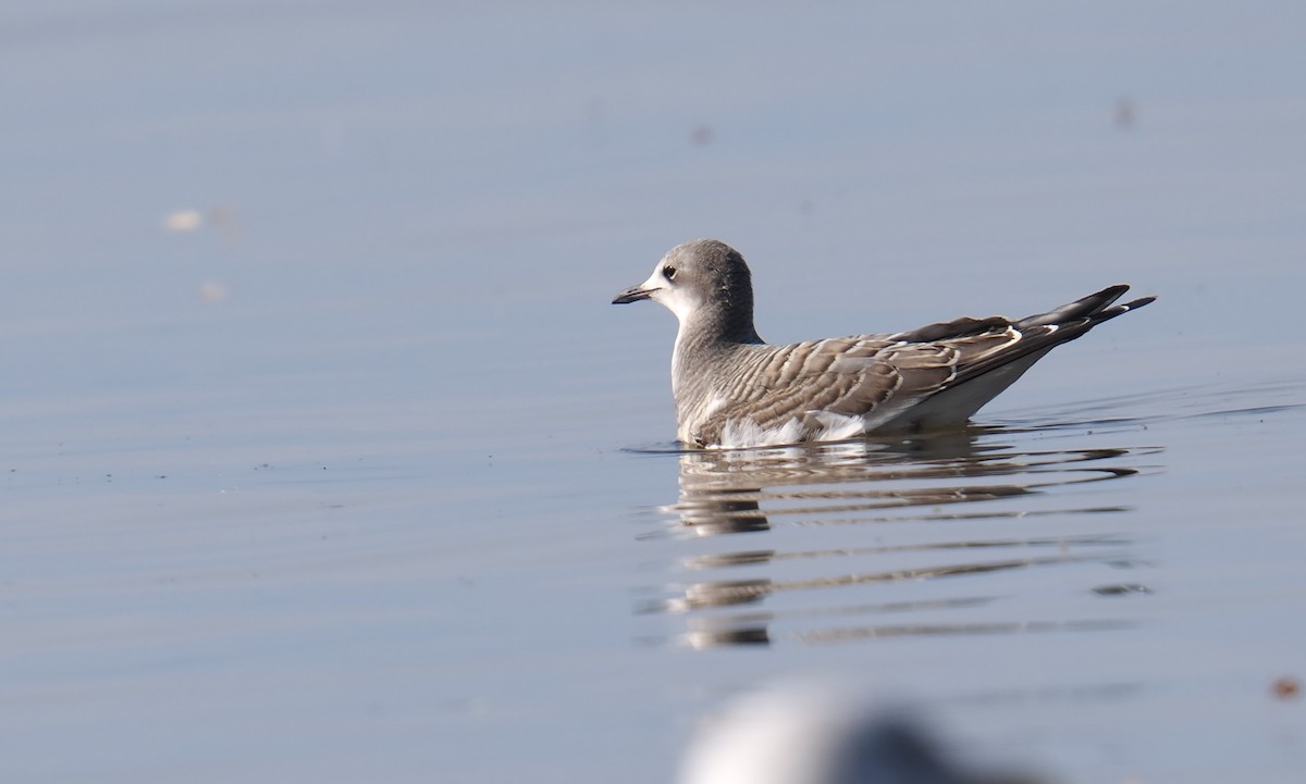Sabine's Gull - ML641826896