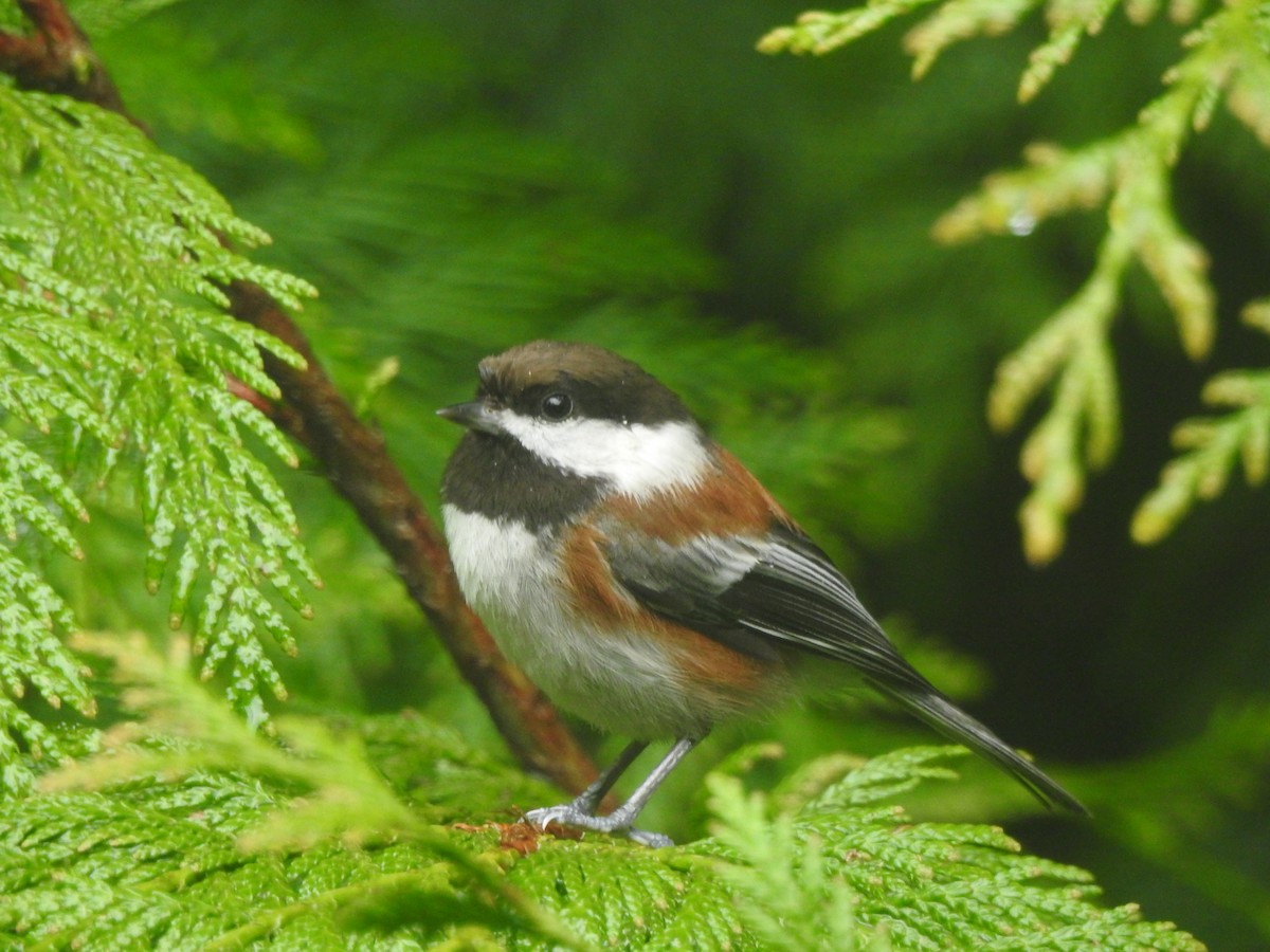 Chestnut-backed Chickadee - ML641826897