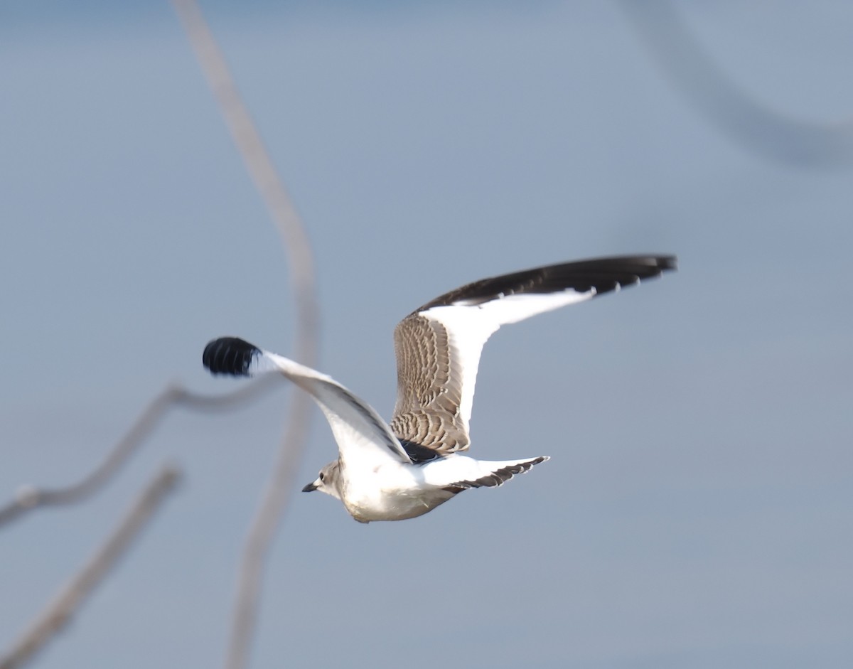Sabine's Gull - ML641826898