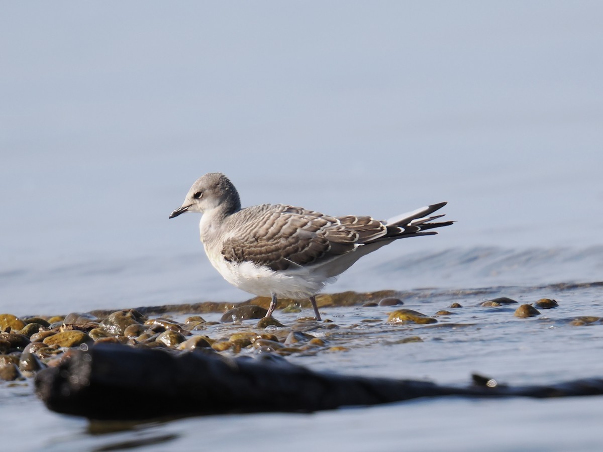 Sabine's Gull - ML641826899