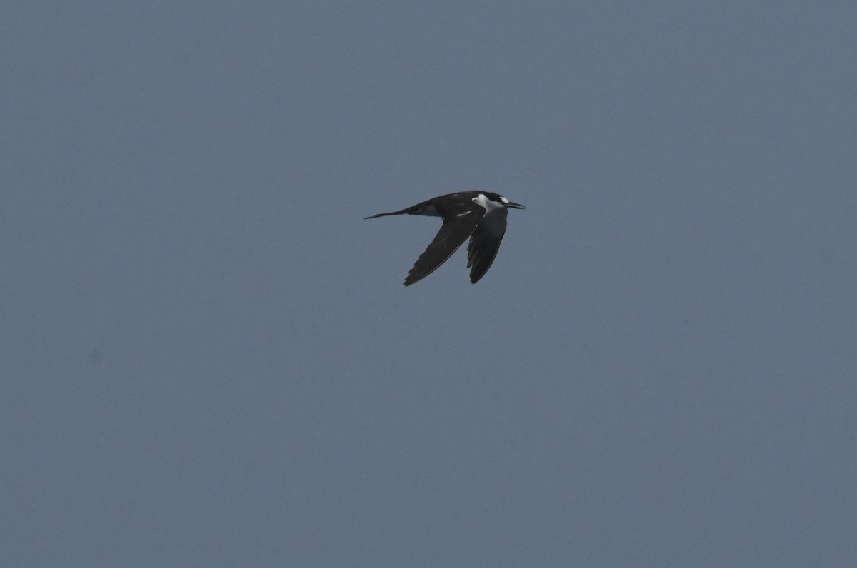 Sooty Tern - ML641826901