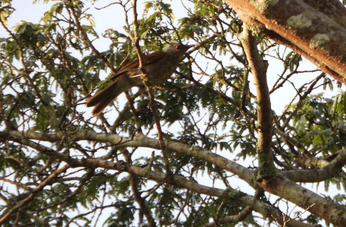 Pale-breasted Thrush - ML641826947