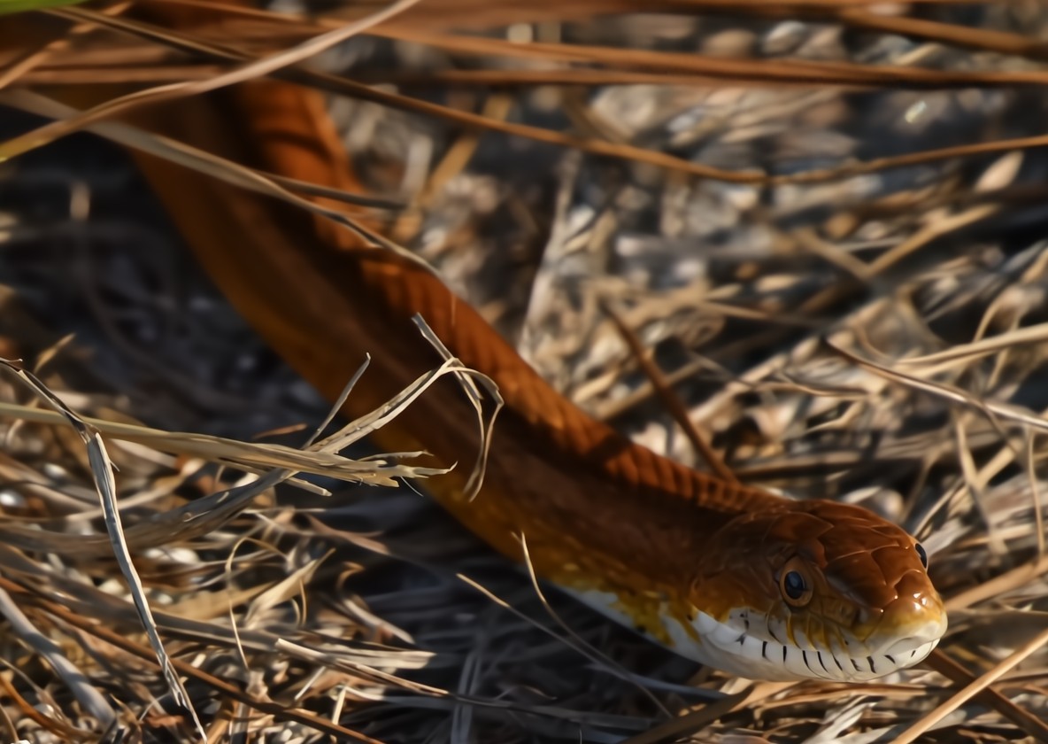 Serpente del grano - ML641826953