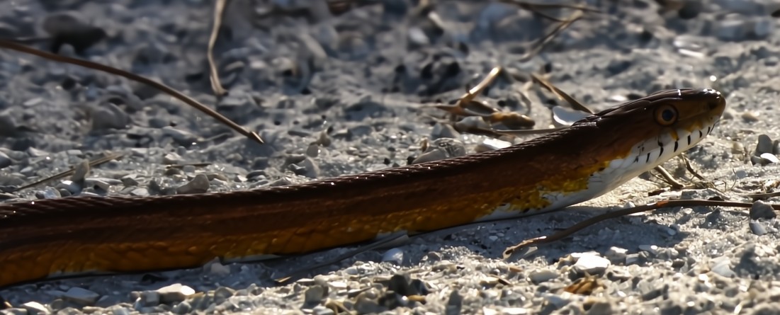 Serpente del grano - ML641826954