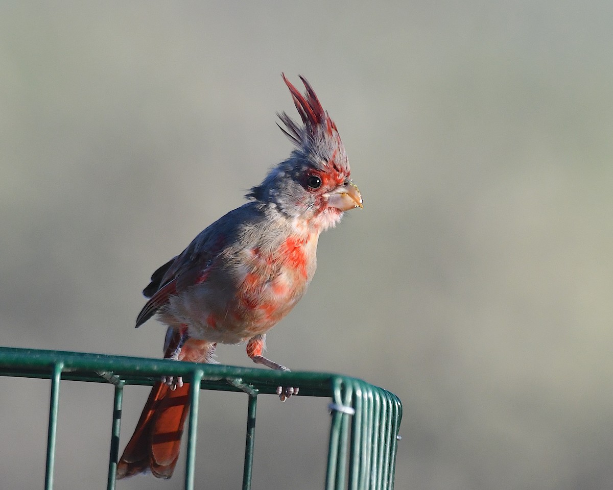 Pyrrhuloxia - ML641826963