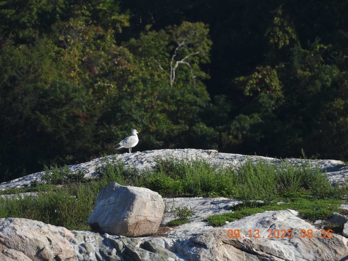 American Herring Gull - ML641826965