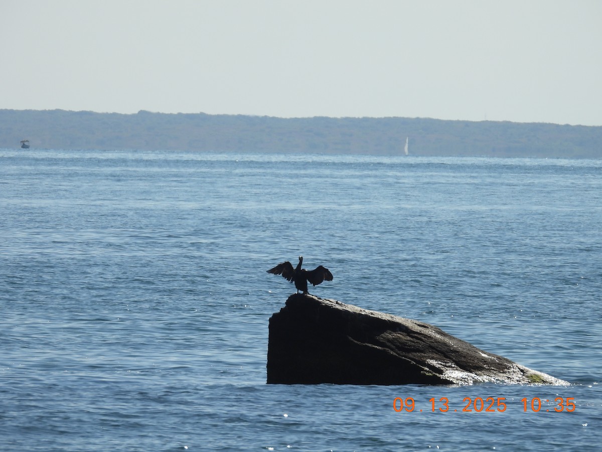 Cormoran à aigrettes - ML641826993