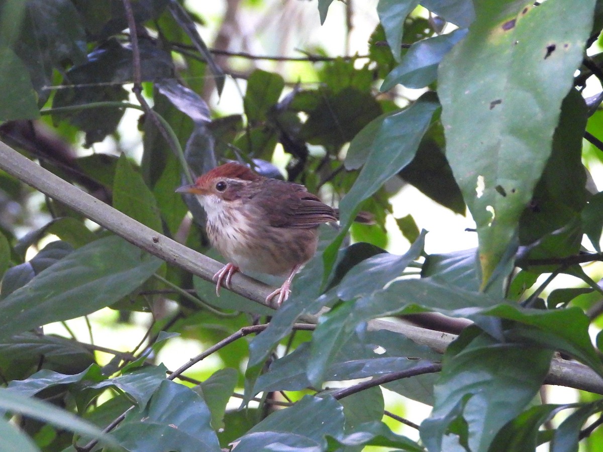 Puff-throated Babbler - ML641826995