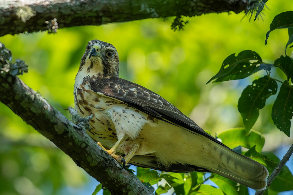 Broad-winged Hawk - ML641827019