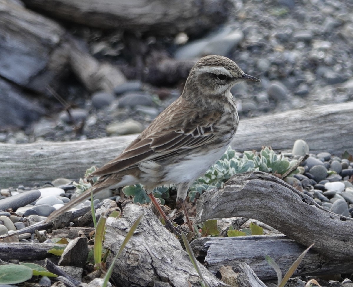 New Zealand Pipit - ML641827021