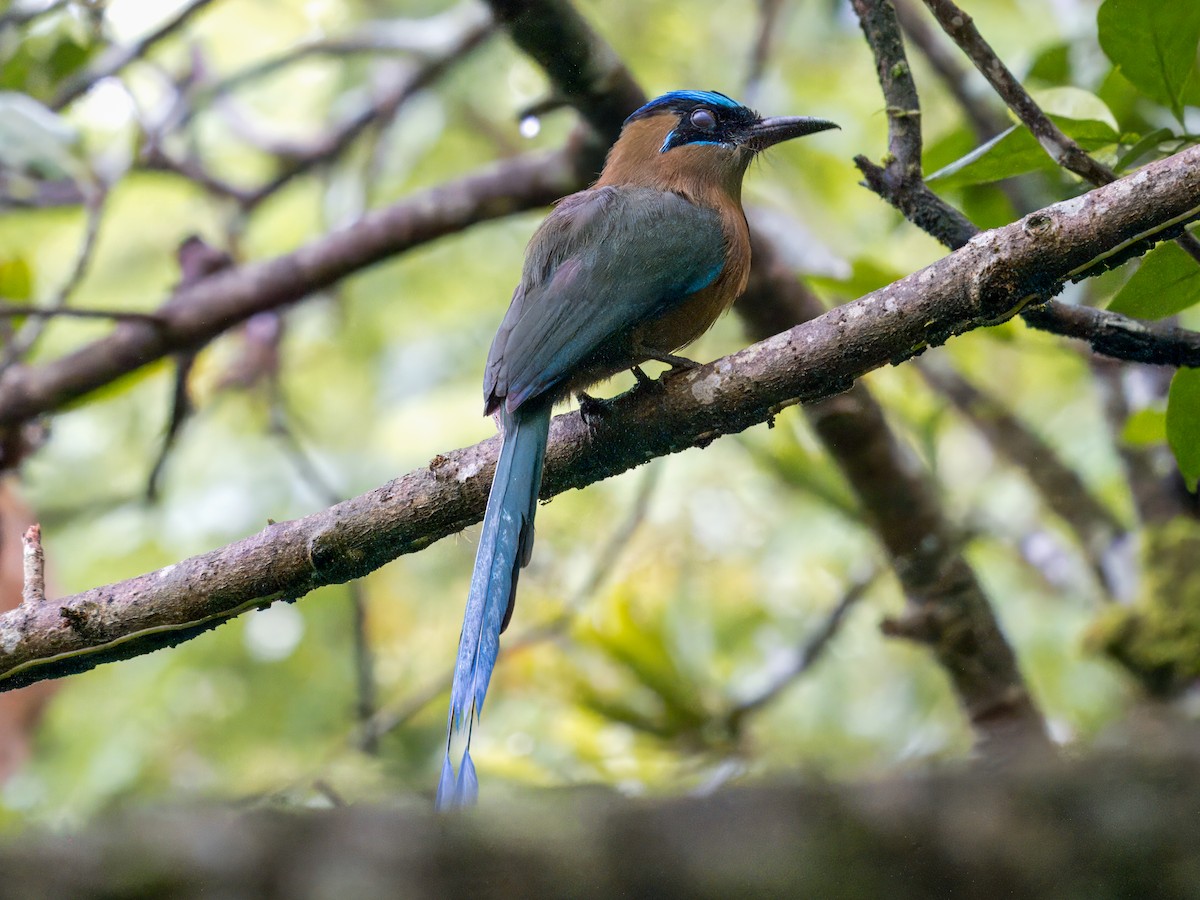Turquoise-browed Motmot - ML641827023