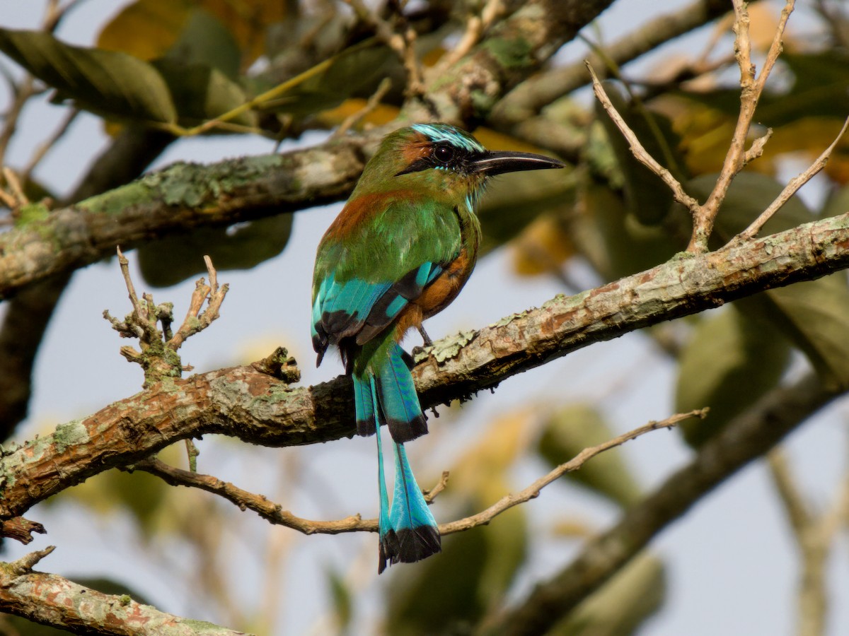 Turquoise-browed Motmot - ML641827029