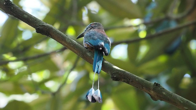 Turquoise-browed Motmot - ML641827032