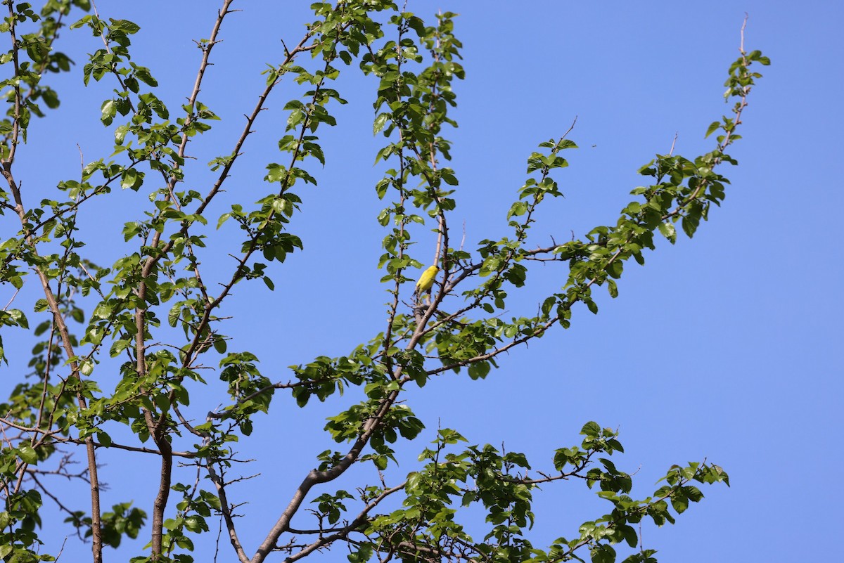 American Goldfinch - ML641827035