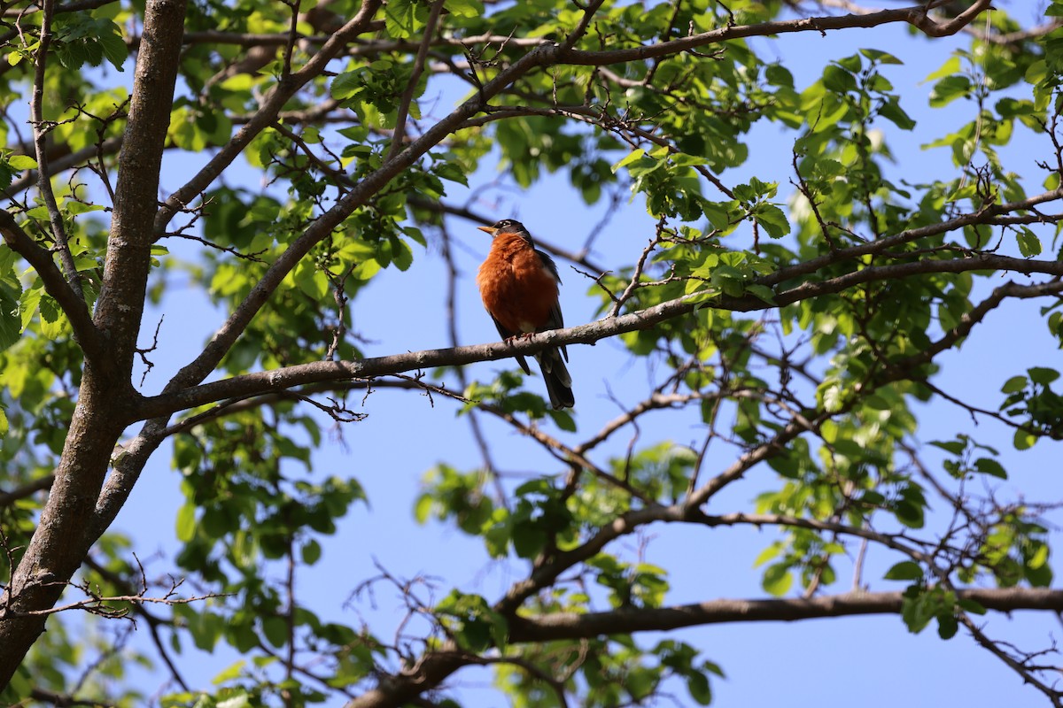 American Robin - ML641827045