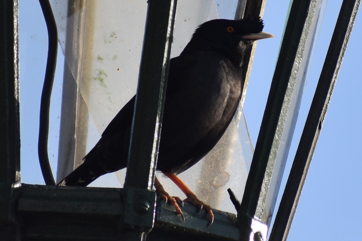 Crested Myna - ML641827046