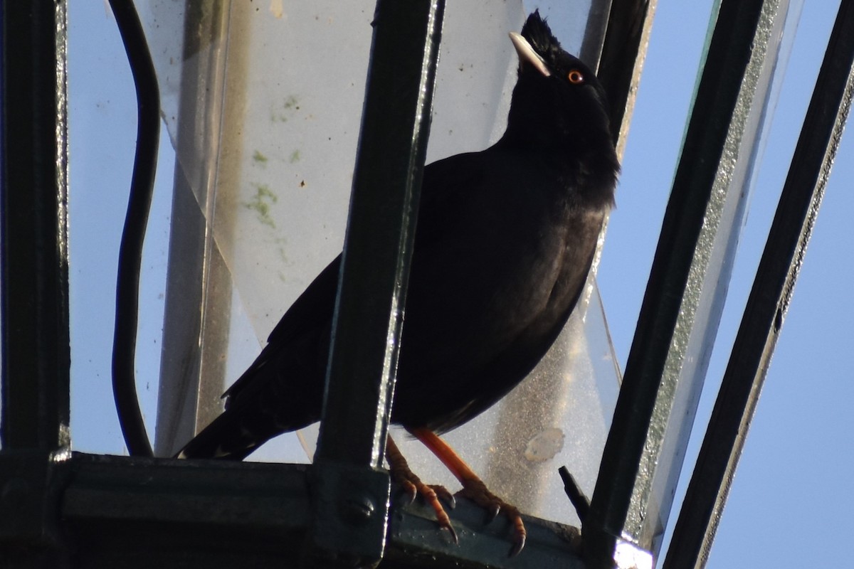 Crested Myna - ML641827047