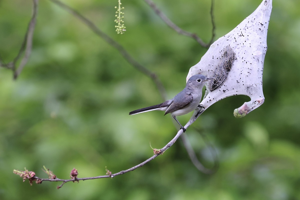 Blue-gray Gnatcatcher - ML641827052