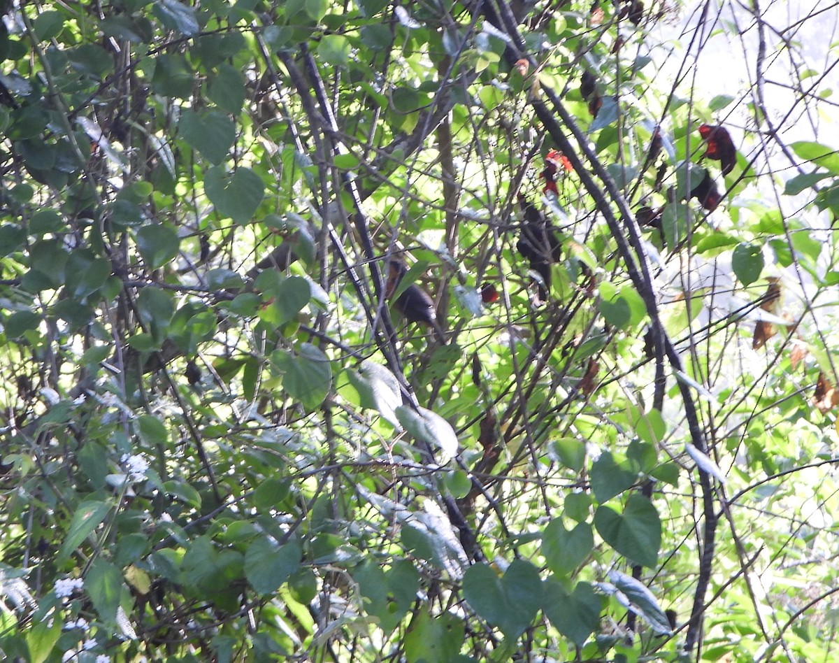 Rufous-and-white Wren - ML641827058