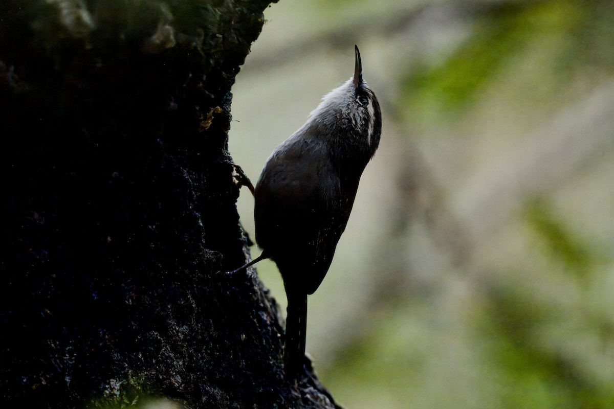 Bewick's Wren - ML641827059