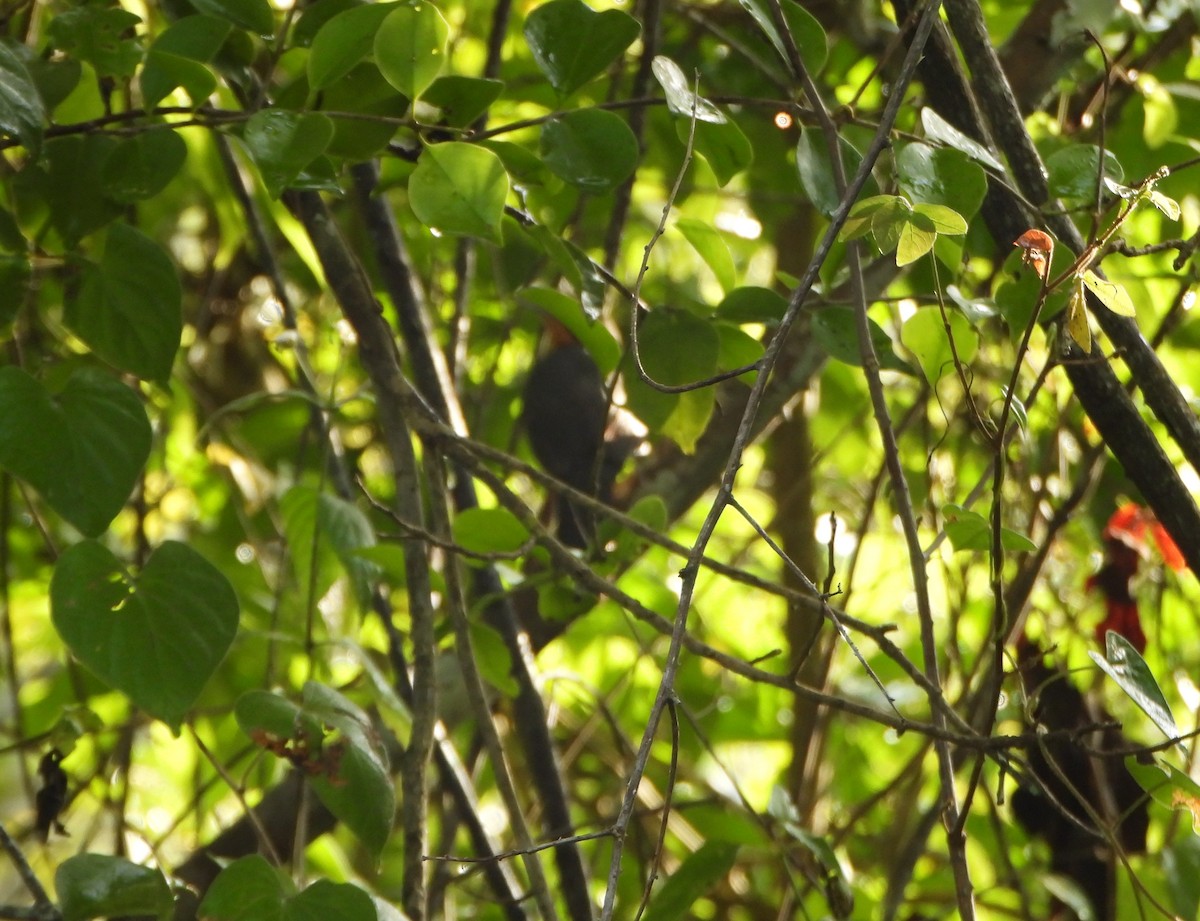 Rufous-and-white Wren - ML641827060