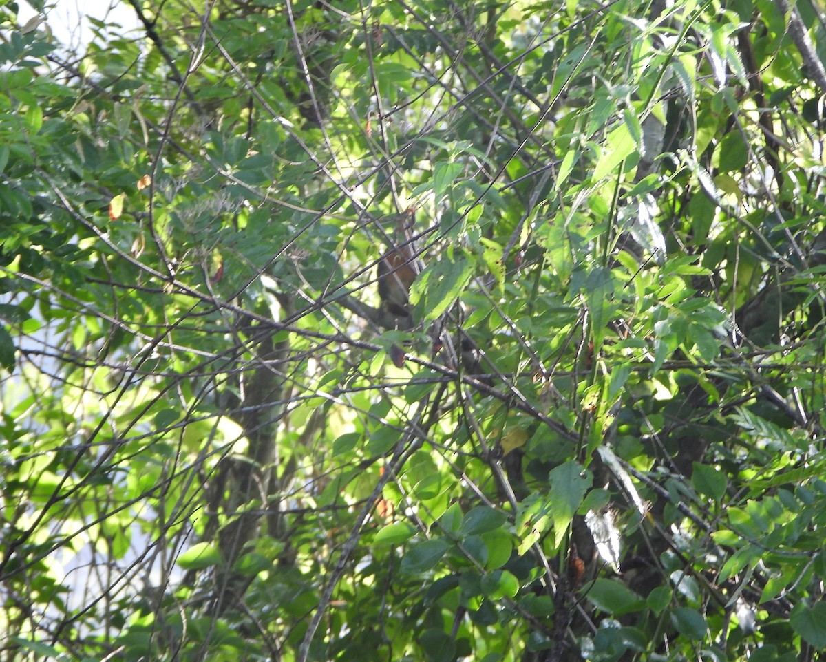 Rufous-and-white Wren - ML641827061