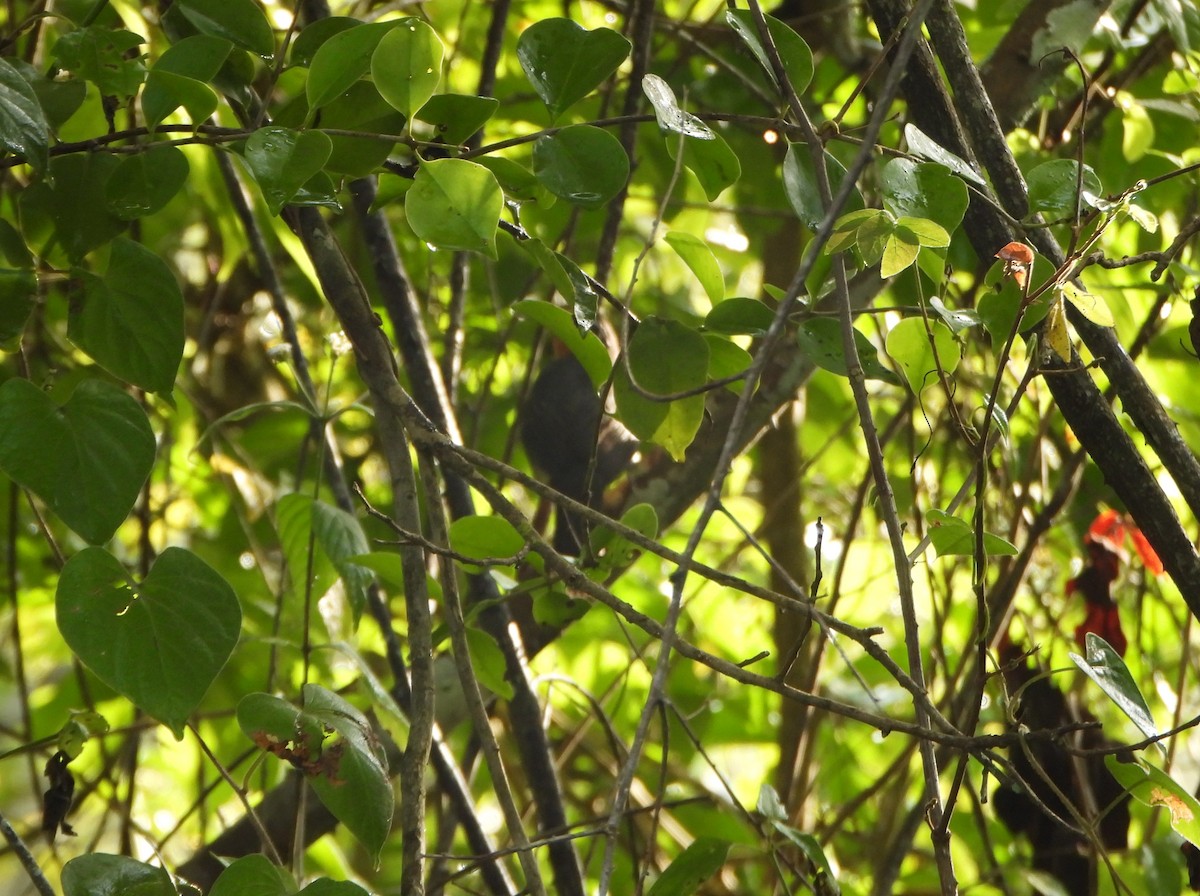 Rufous-and-white Wren - ML641827062