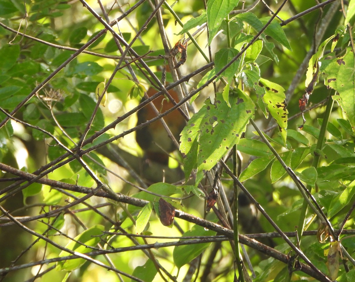 Rufous-and-white Wren - ML641827063